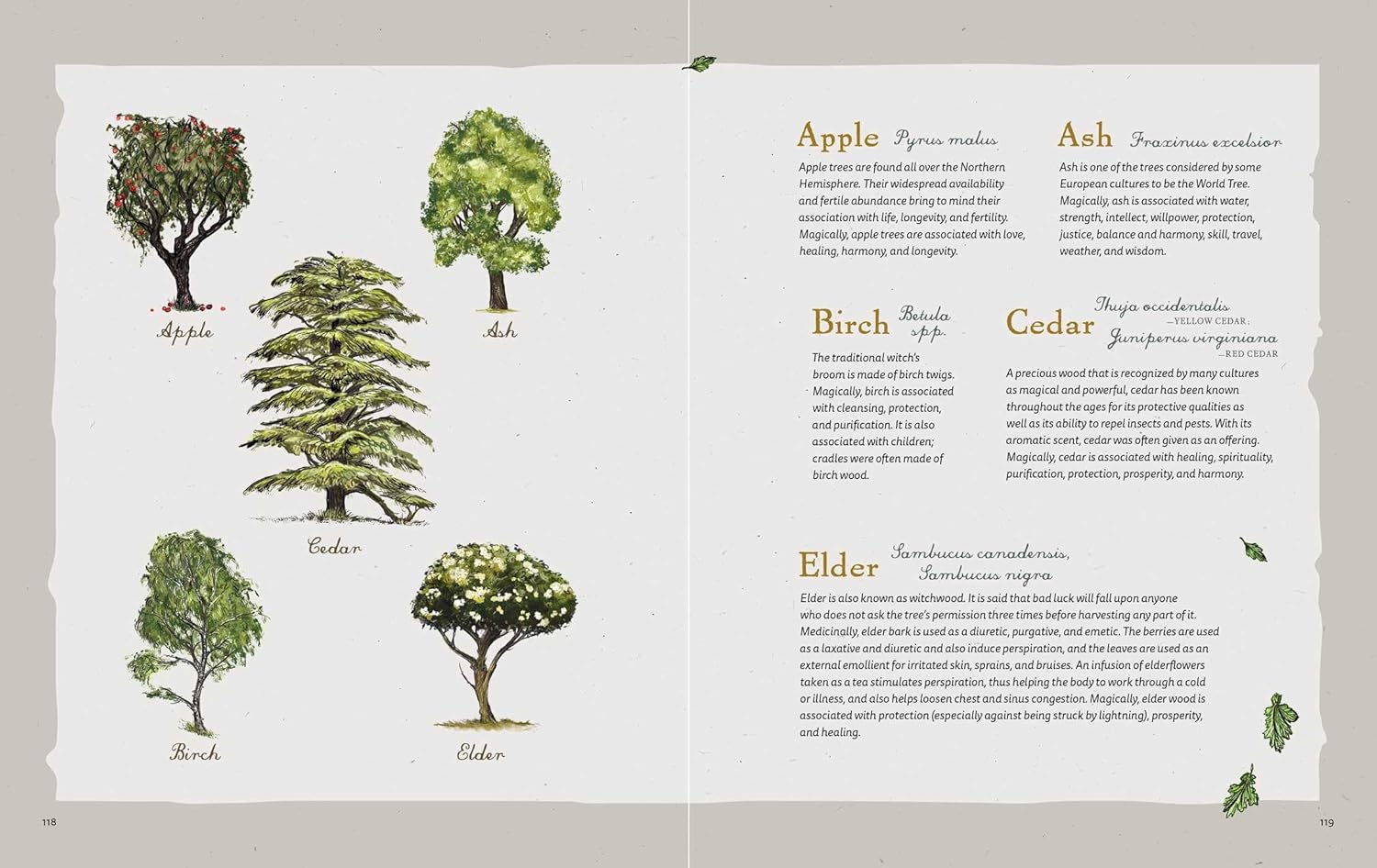 The Green Witch Illustrated