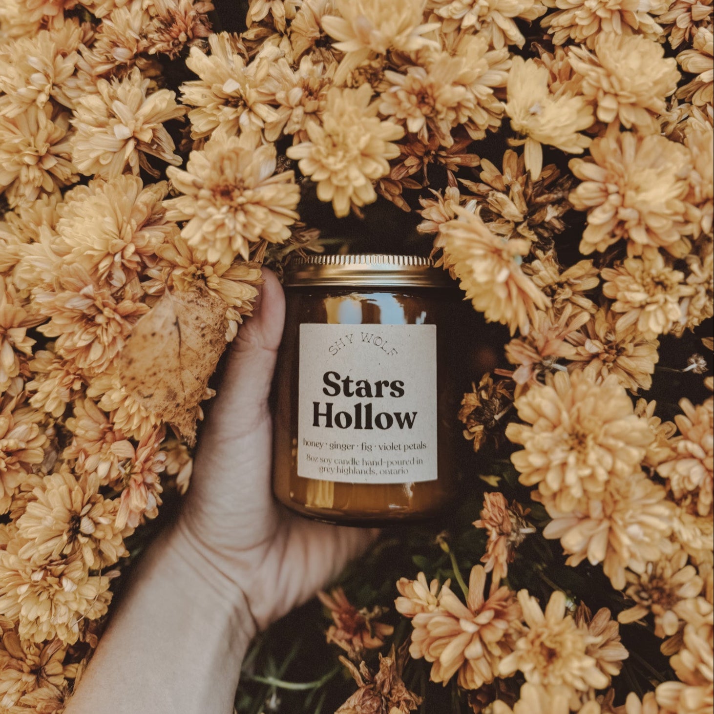 Stars Hollow